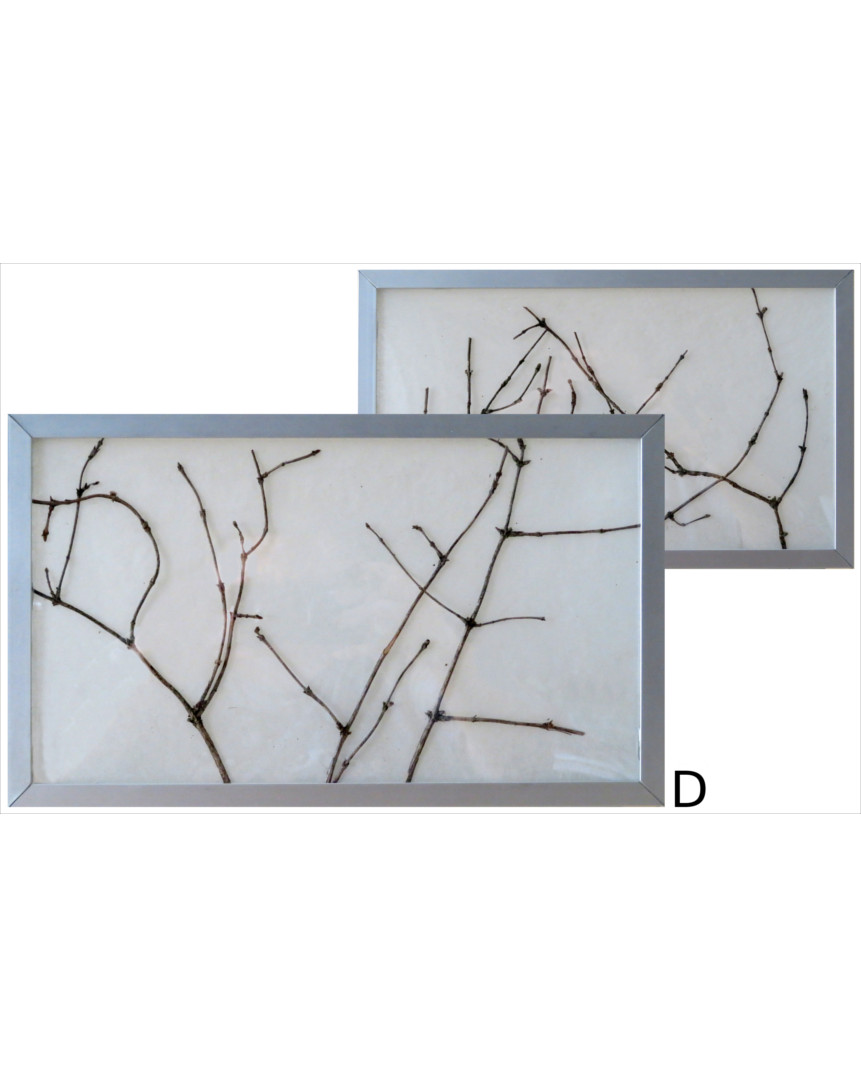 Vorder- und Rückseite D